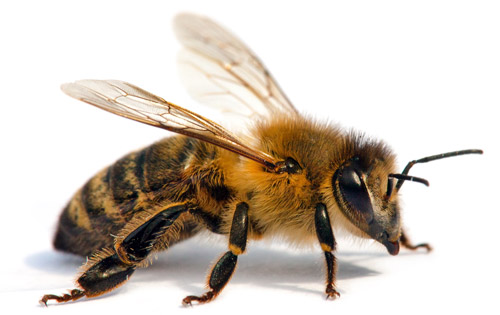 Detail of European or Western Honey Bee 