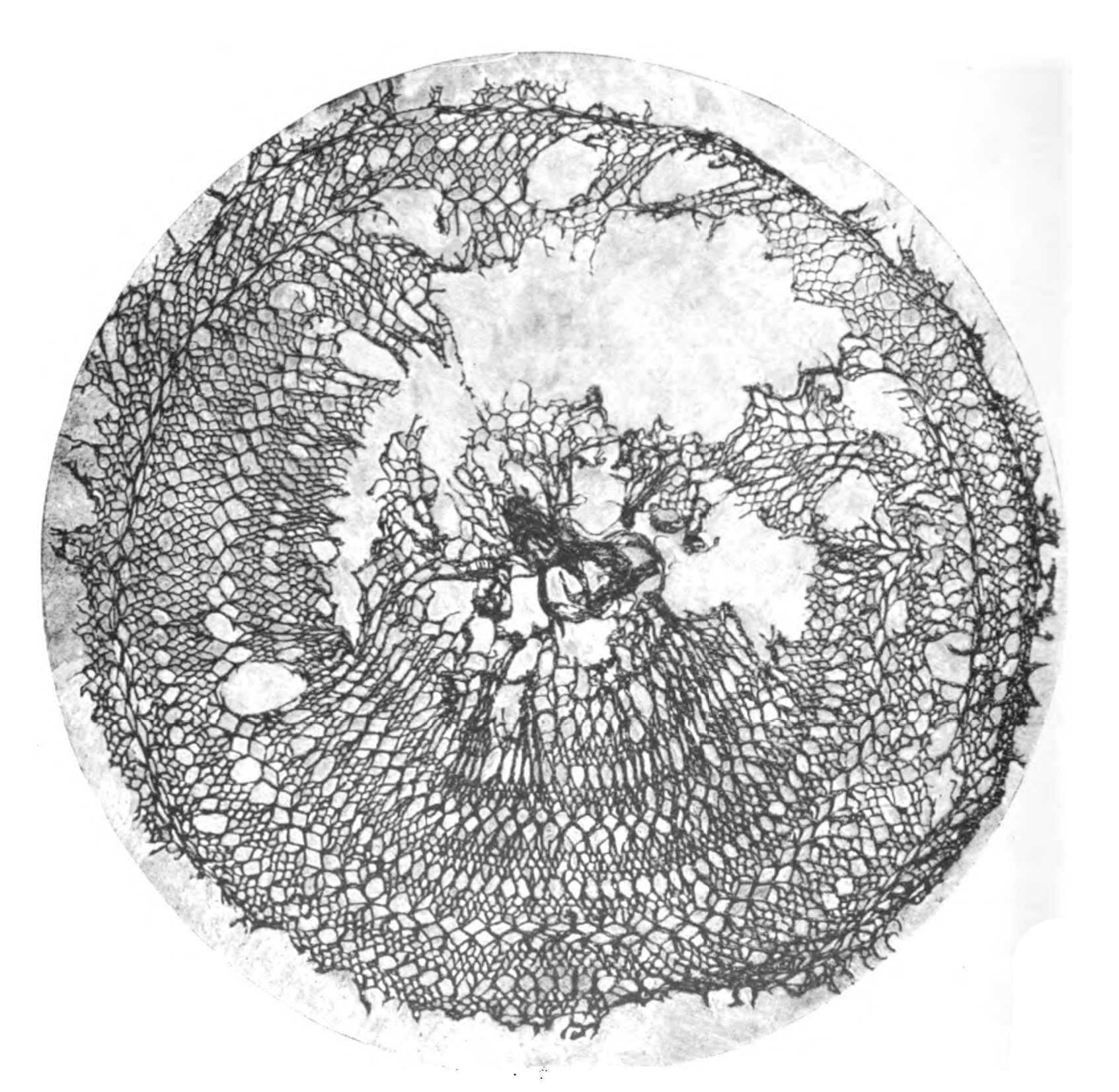 An ancient lace hairnet specimen from a Roman cemetery in Middle Egypt Image from: A history of hand-made lace: Dealing with the origin of lace, the growth of the great lace centers, the mode of manufacture, the methods of distinguishing and the care of various kinds of lace. By Jackson, Emily, Mrs. F. Nevill Jackson. Published 1900. Publisher London: L.U. Gill; New York: C. Scribner's Sons. Retrieved from openlibrary.org