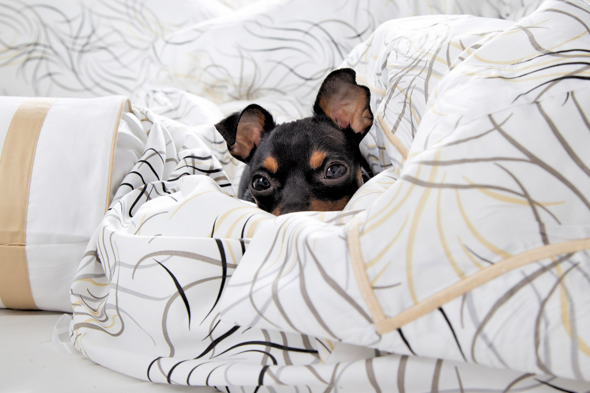 image of a dog hiding in Ventoso bedding